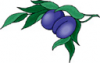 image  Plants Flowers
