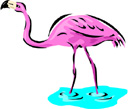 image Animals Flamingo