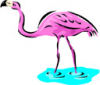 image  Animals Flamingo