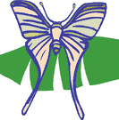 image Animals Butterflies