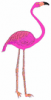 image  Animals 