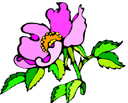 image Plants Flowers