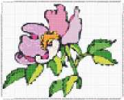 pattern Plants Flowers