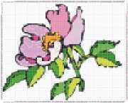 pattern Plants Flowers