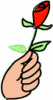image  Plants Roses