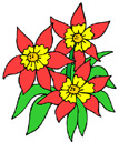 image Plants Flowers