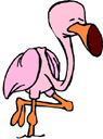 image Animals Flamingo