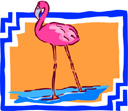 image Animals Flamingo