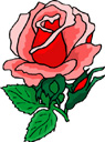 image Plants Roses