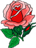 image  Plants Roses