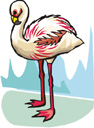image Animals Flamingo
