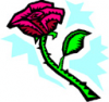image  Plants Roses