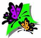 image Animals Butterflies