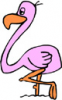 image  Animals Flamingo