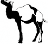 image  Animals Camels