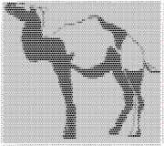 pattern Animals Camels