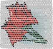 pattern Plants Roses