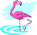 image Animals Flamingo