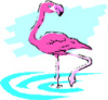 image  Animals Flamingo