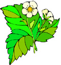 image Plants Strawberries