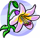 image Plants Flowers