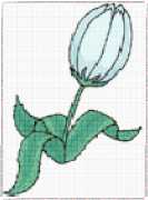 pattern Plants Flowers
