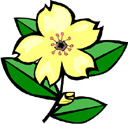 image Plants Flowers