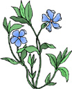 image Plants Flowers