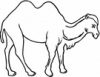 image  Animals Camels