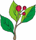 image Plants Trees