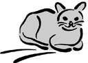 image Animals Cats