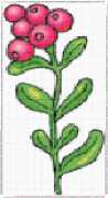 pattern Plants Flowers
