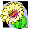 image  Plants Cactuses