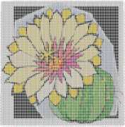 pattern Plants Cactuses