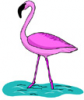 image  Animals 