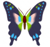 image  Animals Butterflies