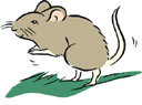 image Animals Mice