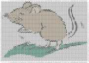 pattern Animals Mice
