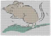 pattern Animals Mice