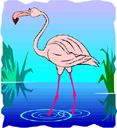 image Animals Flamingo