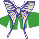 image Animals Butterflies