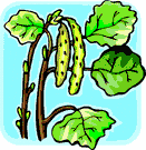 image Plants Trees