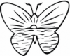 image  Animals Butterflies