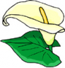 image  Plants Flowers