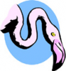 image  Animals Flamingo