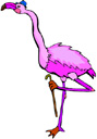 image Animals Flamingo