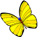 image Animals Butterflies