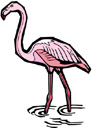 image Animals Flamingo