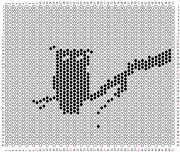 pattern Animals Birds