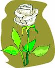 image Plants Roses